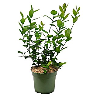 Piardino Bio Heidelbeere (Vaccinium corymbosum 'Goldtraube', Topfvolumen: 3 l, Erntezeit: August)