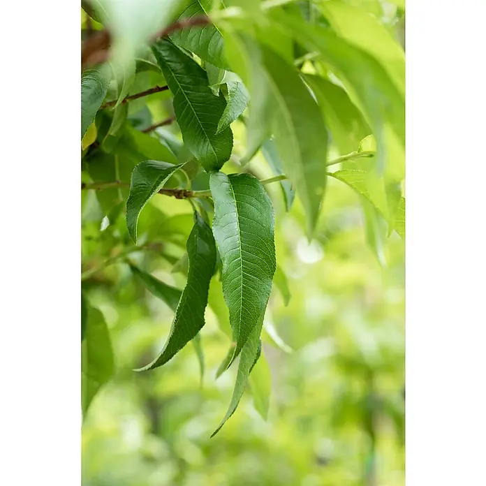 Piardino Pfirsich - Prunus persica 'Crimson Gold', Erntezeit: August - Detailaufnahme von grünen Blättern an einem Baum, die sanft im Wind wehen und eine beruhigende, natürliche Atmosphäre schaffen.