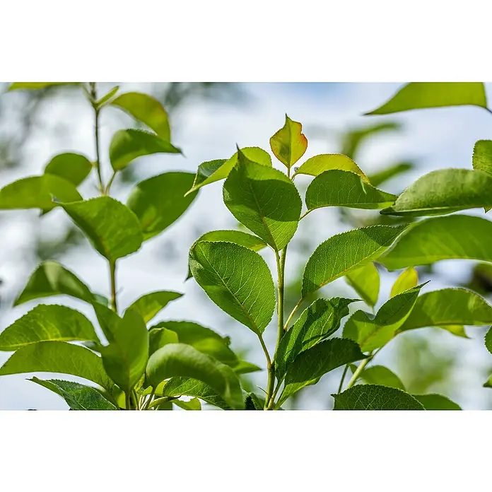 Piardino Bio Birnenbaum - Pyrus communis, Topfvolumen: 7 l - Nahaufnahme eines blühenden Zweigs mit grünen Blättern. Die Blätter sind hellgrün und haben eine glatte Textur, was die natürliche Schönheit des Produkts hervorhebt.