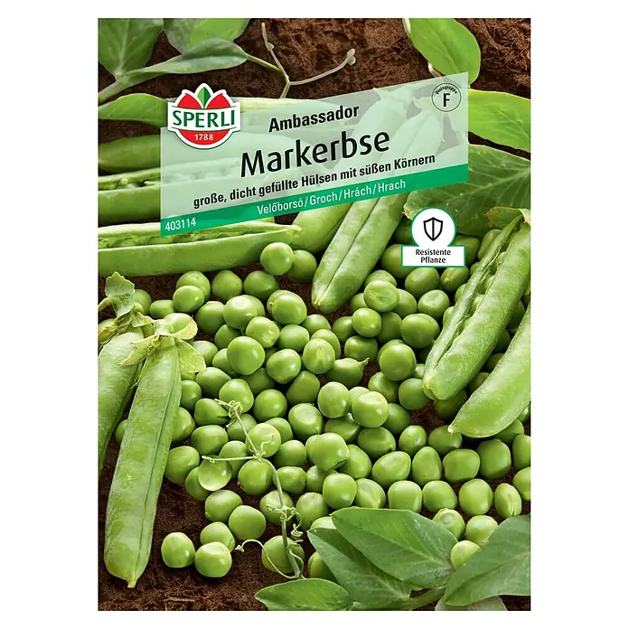 Sperli Gemüsesamen Markerbsen - Pisum sativum, Saatzeit: März, Erntezeit: Juni - Sämereien für Zuckererbsen 'Ambassador' von Sperli. Die Packung zeigt pralle grüne Erbsenschoten und Erbsen.
