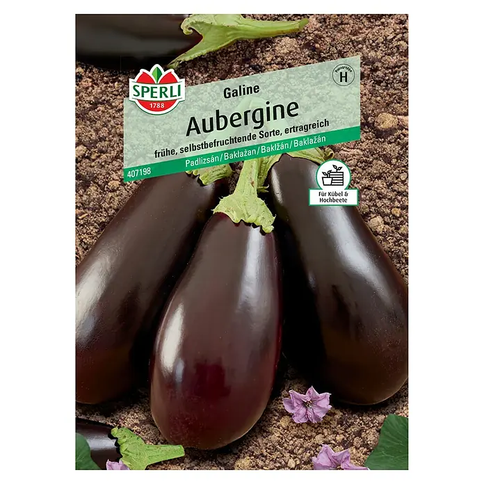 Sperli Gemüsesamen Auberginen - Solanum melongena, Saatzeit: Februar, Erntezeit: Juli - Das Bild zeigt eine 'Galine Aubergine', eine frühe, selbstbefruchtende Sorte, ideal für Kübel und Hochbeete.