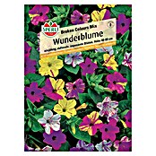 Sperli Blumensamen Wunderblumen (Mirabilis jalapa, Mehrfarbig, Saatzeit: März, Blütezeit: Juli) | BAUHAUS