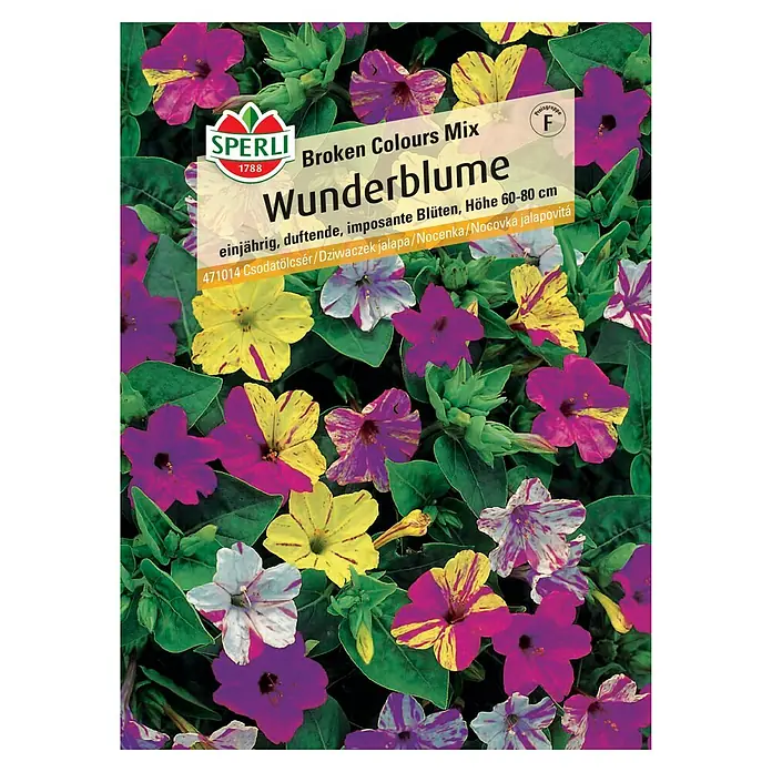 Sperli Blumensamen Wunderblumen - Mirabilis jalapa, Mehrfarbig, Saatzeit: März, Blütezeit: Juli - SPERLI Wunderblume "Broken Colours Mix": Einjährige, duftende Blüten in verschiedenen Farben, Höhe 60-80 cm. Ideal für farbenfrohe Gärten!