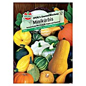 Sperli Gemüsesamen Minikürbis (Cucurbita pepo, Saatzeit: April, Erntezeit: September) | BAUHAUS