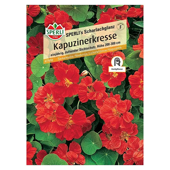 Sperli Kräutersamen Kapuzinerkresse - Tropaeolum majus, Saatzeit: März, Blütezeit: Juli - SPERLI's Scharlachglanz Kapuzinerkresse, einjährig, duftender Sichtschutz. Rankpflanze mit roten Blüten und grünen Blättern im Hintergrund.