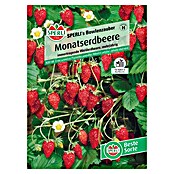Sperli Obstsamen Monatserdbeeren (Fragaria vesca, Erntezeit: Mai) | BAUHAUS