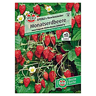 Sperli Obstsamen Monatserdbeeren (Fragaria vesca, Erntezeit: Mai)