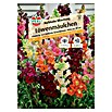 Sperli Blumensamen Löwenmäulchen (Antirrhinum majus, Mehrfarbig, Saatzeit: Februar, Blütezeit: Juli) | BAUHAUS