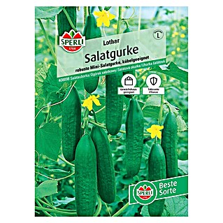 Sperli Gemüsesamen Salatgurken Lothar (Cucumis sativus, Saatzeit: März, Erntezeit: Juli)