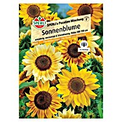 Sperli Blumensamen Sonnenblumen Pocolino (Helianthus annuus, Gelb, Saatzeit: März, Blütezeit: Juli) | BAUHAUS