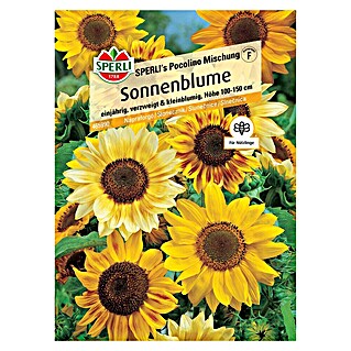 Sperli Blumensamen Sonnenblumen Pocolino (Helianthus annuus, Gelb, Saatzeit: März, Blütezeit: Juli)