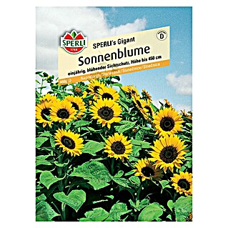 Sperli Blumensamen Sonnenblumen Gigant (Helianthus annuus, Gelb, Saatzeit: März, Blütezeit: August)