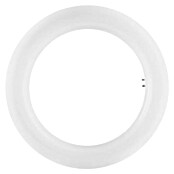 Tubo LED Circular (20 W, 3 cm, Blanco frío, 1.200 lm) | BAUHAUS