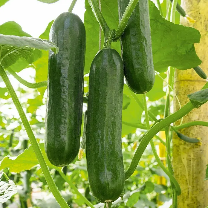 Piardino Bio Schlangengurke Mini veredelt - Cucumis sativus, 12 cm, Erntezeit: Juli - Frische grüne Gurken hängen an der Pflanze. Sie sind prall und bereit zur Ernte im Gewächshaus oder Garten.