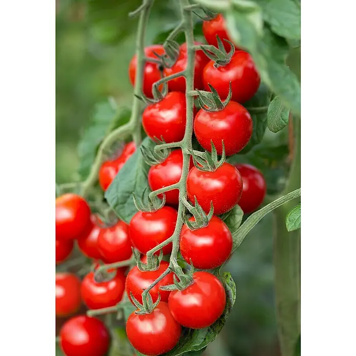 Cherrytomate Bio veredelt - Lycopersicon esculentum, 12 cm, Erntezeit: Juli - Reife, rote Cherrytomaten hängen an einem grünen Stiel und laden zum Naschen direkt vom Strauch ein.