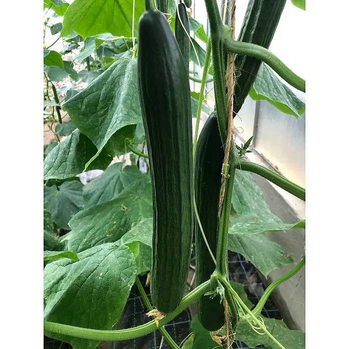 Piardino Bio Schlangengurke veredelt - Cucumis sativus, 12 cm, Erntezeit: Juli - Reife, dunkelgrüne Gurken hängen an einer Rankhilfe im Gewächshaus, bereit zur Ernte. Frische, knackige Gurken aus eigenem Anbau.