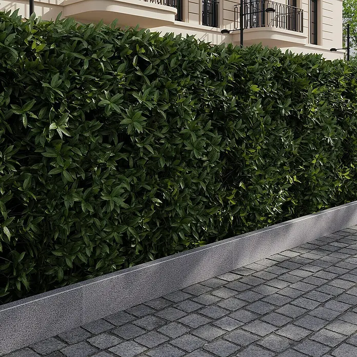 Rasenkante G 654 - 100 x 20 x 5 cm, Anthrazit, Granit - Grüne Hecke mit dichten Blättern und einem grauen Gehweg im Vordergrund, ideal für Privatsphäre und Gartengestaltung.