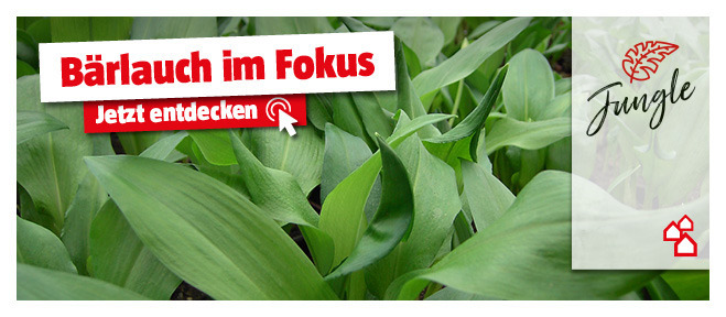 Alles über den Bärlauch erfahren