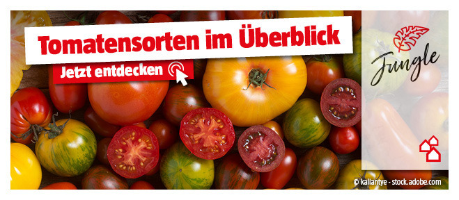 Tomatensorten im Überblick