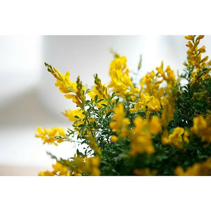 Piardino Ginster - Cytisus racemosus, Topfgröße: 17 cm, Blütenfarbe: Gelb - Nahaufnahme von leuchtend gelben Blüten mit grünem Laub.