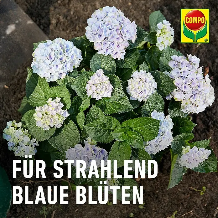 Compo Hortensiendünger Blaue Hortensien - 800 g - Hortensienpflanze mit leuchtend blauen Blüten. COMPO-Produkt für strahlend blaue Hortensienblüten.