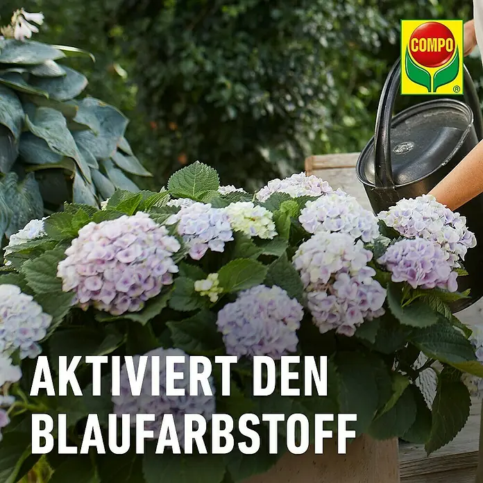 Compo Hortensiendünger Blaue Hortensien - 800 g - Lila Hortensien im Topf werden gegossen, mit Text 'Aktiviert den Blaufarbstoff' und COMPO Logo.