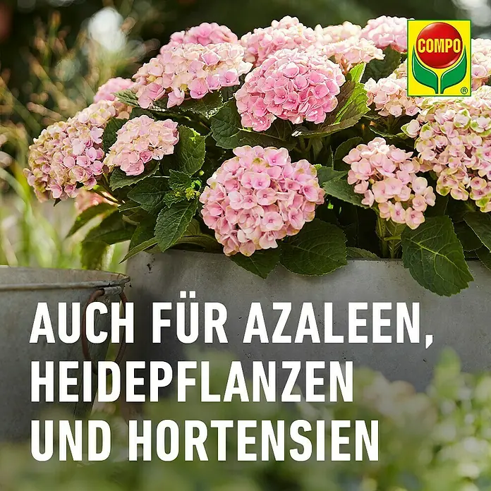 Compo Langzeitdünger Rhododendron - 2 kg - Compo Produkt für Azaleen, Heidepflanzen und Hortensien, mit rosa Hortensien im Topf.