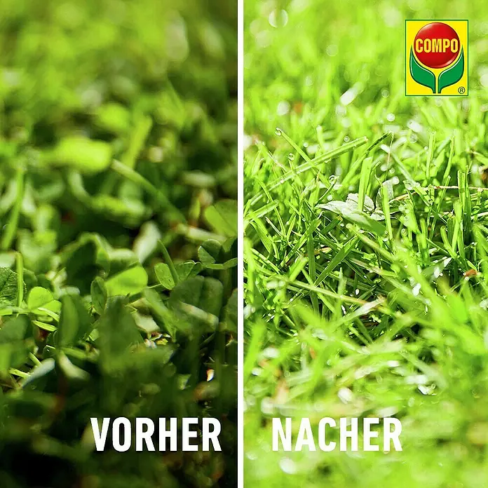 Compo Rasendünger Unkraut + Moos Komplettpflege - 9 kg, Max. Anwendungsfläche: 300 m² - Geteiltes Bild: links, lückenhafter Rasen mit Klee; rechts, dichter, grüner Rasen mit Tau, der COMPOS Wirkung zeigt.