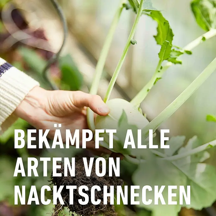 Compo Schnecken-Stopp Vorteilspack - 900 g - Hand erntet Kohlrabi; Produkt bekämpft alle Arten von Nacktschnecken für Gartenpflanzen.