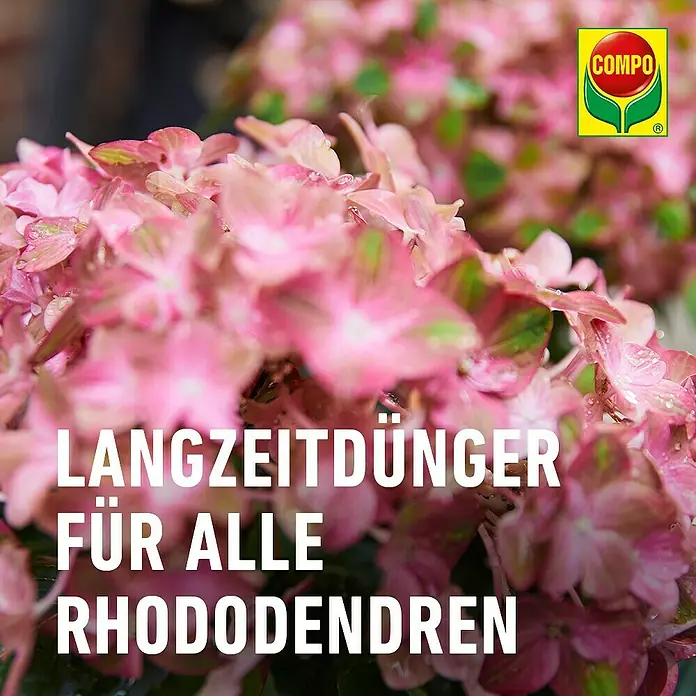 Compo Langzeitdünger Rhododendron - 2 kg - COMPO Langzeitdünger für alle Rhododendren, umgeben von leuchtend rosa Blüten.