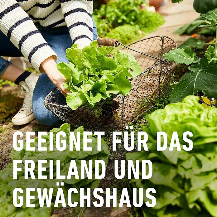 Compo Schnecken-Stopp Vorteilspack - 900 g - Person erntet frischen grünen Salat in einen Drahtkorb im Garten.