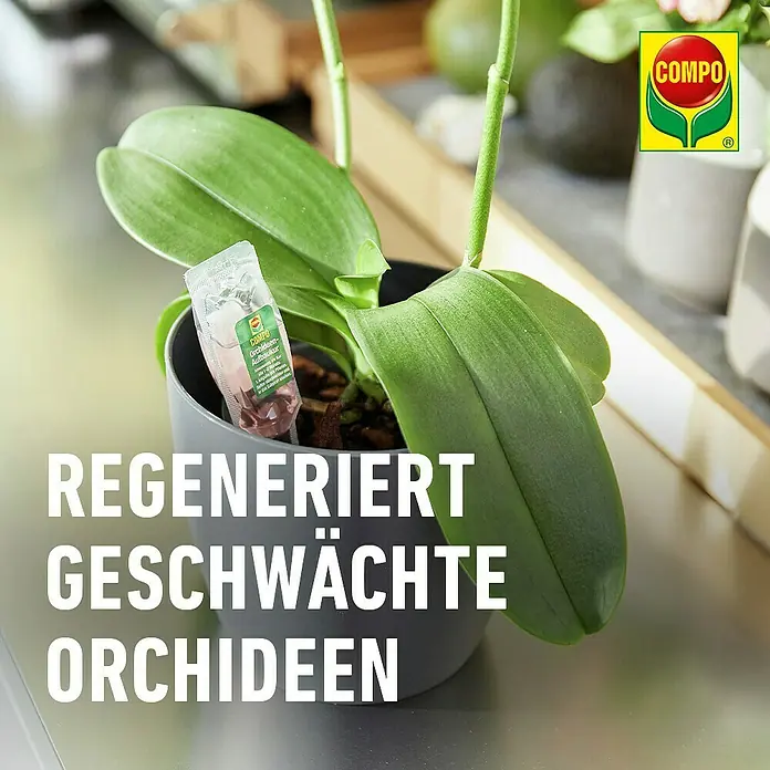 Compo Orchideendünger Aufbaukur - 30 ml - Compo Orchideen-Aufbaukur-Sachet in einer Topf-Orchidee, zur Regeneration geschwächter Pflanzen.