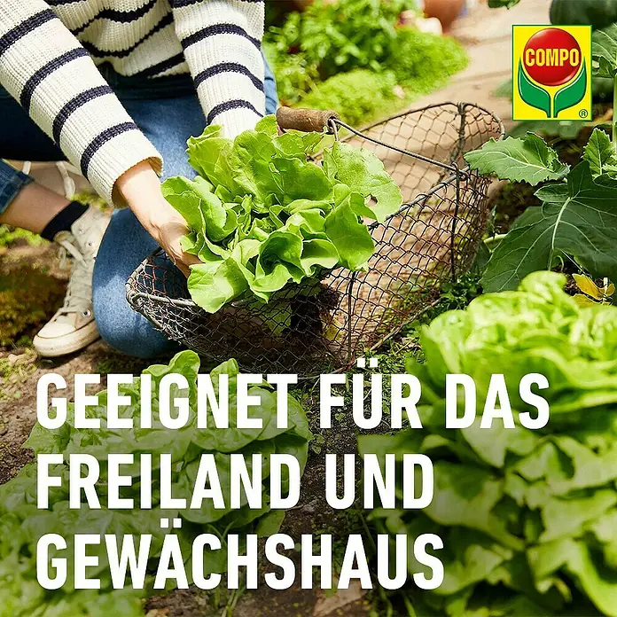 Compo Schnecken-Stopp Vorteilspack - 900 g - Person erntet frischen Salat in einen Drahtkorb im Garten. Geeignet für Freiland- und Gewächshausanbau.
