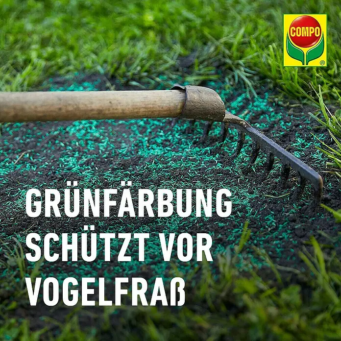 Compo Saat Rasensamen Strapazier-Rasen - 1 kg, 50 m² - Grün gefärbter Rasensamen wird in Erde geharkt, um ihn vor Vogelfraß zu schützen.