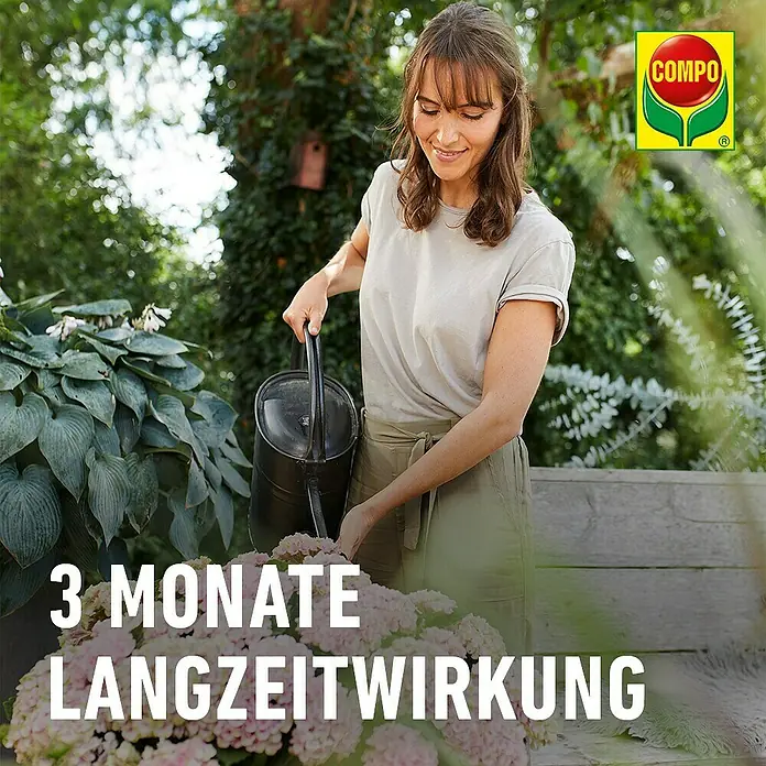 Compo Langzeitdünger Rhododendron - 2 kg - Frau gießt pinkfarbene Hortensien, veranschaulicht COMPOs 3 Monate Langzeit-Pflanzenpflege.