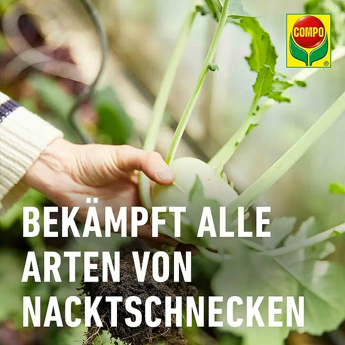 Compo Schnecken-Stopp Vorteilspack - 900 g - Eine Hand erntet gesunden Kohlrabi aus der Erde, was auf wirksamen Schneckenschutz für Gartenpflanzen hinweist.
