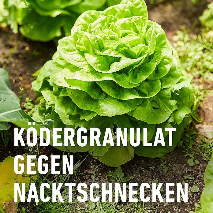 Compo Schnecken-Stopp Vorteilspack - 900 g - Text 'Ködergranulat gegen Nacktschnecken' über einem frischen Salatkopf im Garten.