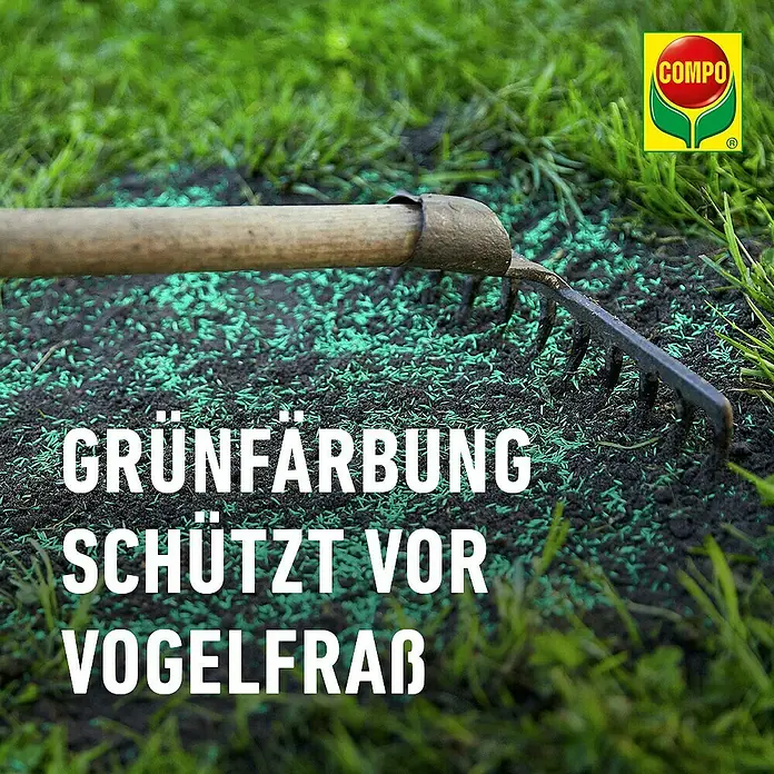 Compo Saat Rasensamen Schattenrasen - 300 g, 15 m² - Grüne Rasensamen werden in den Boden geharkt. Die Färbung schützt vor Vogelfraß.
