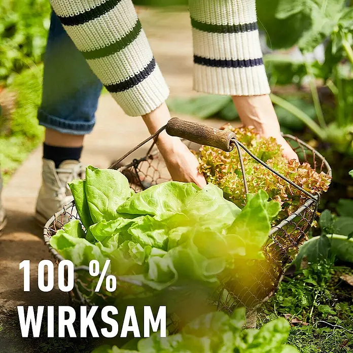 Compo Schnecken-Stopp Vorteilspack - 900 g - Eine Person erntet grünen und roten Salat in einen rustikalen Drahtkorb mit Holzgriff im Garten.