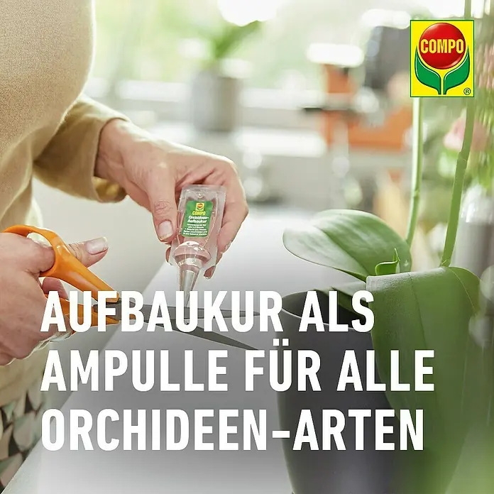 Compo Orchideendünger Aufbaukur - 30 ml - Eine Person schneidet die Spitze einer kleinen Compo Orchideen-Aufbaukur-Ampulle, bereit zur Anwendung an einer Orchidee im Topf.