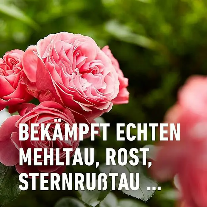 Compo Rosen- & Zierpflanzen-Pilzfrei Duaxo AF - 750 ml online kaufen bei  BAUHAUS