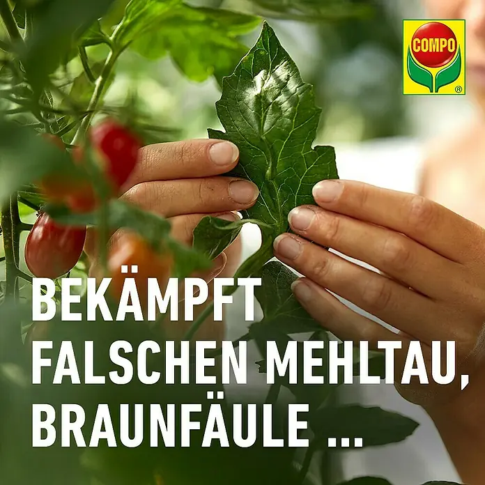 blumenmischung saatgut Bio-Blumenmischung 'Sommertraum' kaufen main image 1