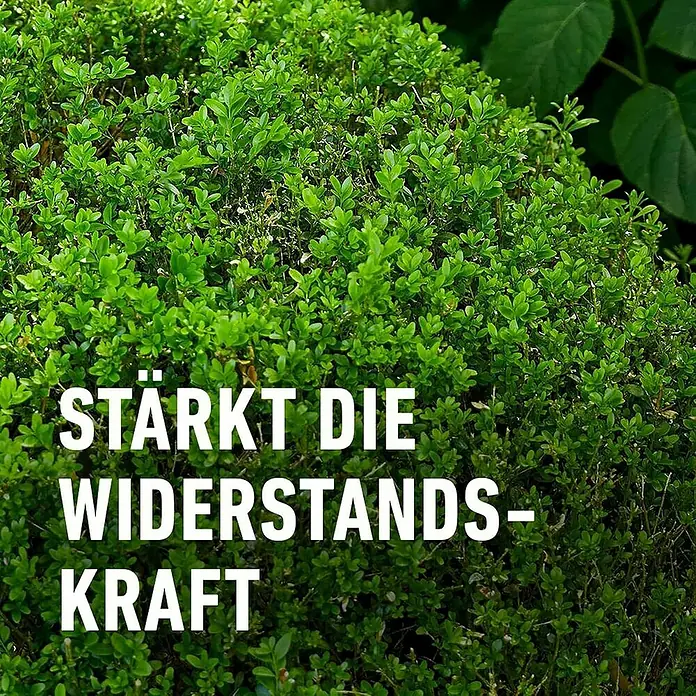Compo Langzeitdünger Buchsbaum & Ilex - 2 kg - Weißer Text 'STÄRKT DIE WIDERSTANDS-KRAFT' auf dichtem grünem Laub.