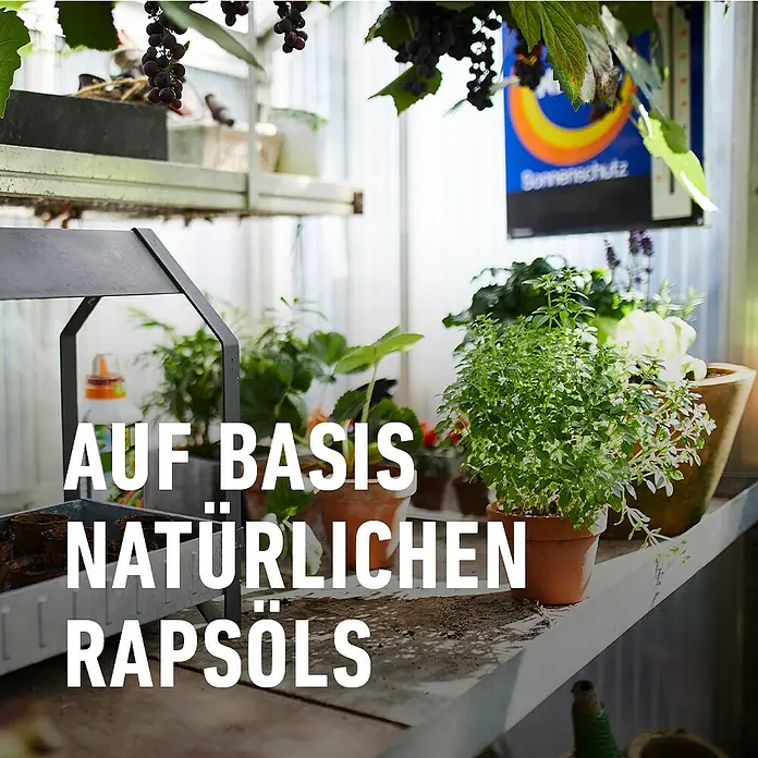 Compo Blattlausfrei Nativert® AF - 750 ml - Pflanzenpflegeprodukt auf Basis natürlichen Rapsöls, präsentiert inmitten von Topfpflanzen in einem hellen Gewächshaus.