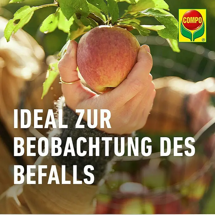 Compo Bio Trichterfalle Universal - L x B x H: 11,4 x 11,4 x 11,9 cm - Eine Hand hält einen roten Apfel am Baum zur Schädlingsbeobachtung, im Kontext eines COMPO Gartenprodukts.