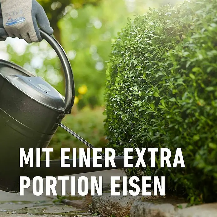 Compo Langzeitdünger Buchsbaum & Ilex - 2 kg - Behandschuhte Hand gießt eisenhaltigen Flüssigdünger aus dunkler Kanne auf einen grünen Strauch.