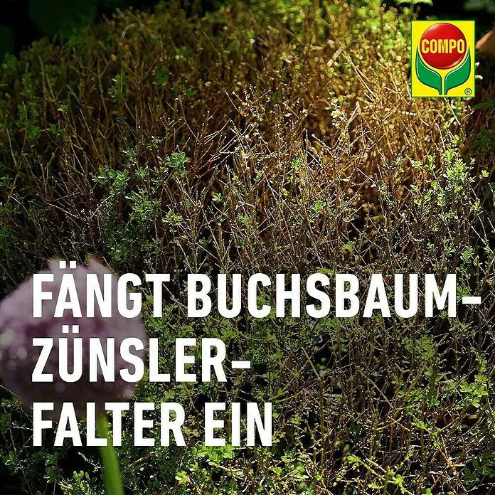 Compo Buchsbaumzünsler-Lockstoff - 4 Stk. - COMPO Buchsbaumzünslerfalle abgebildet mit einem stark geschädigten Buchsbaum.