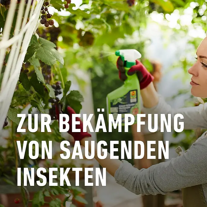 Compo Blattlausfrei Nativert® AF - 750 ml - Frau sprüht Pflanzen mit einer grünen Sprühflasche zur Bekämpfung saugender Insekten.