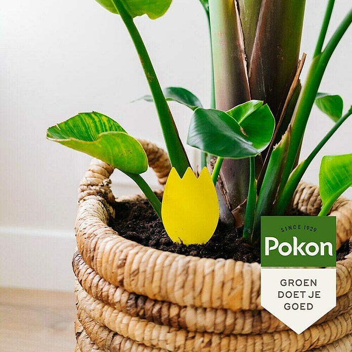 Pokon Vliegenvangers (Totaal aantal stuks: 15 st.) | BAUHAUS