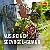 Compo Bio Universaldünger mit Guano (3 kg) | BAUHAUS